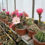 au cactus médocain