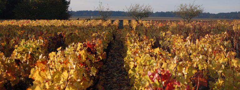 oenotourisme Vertheuil