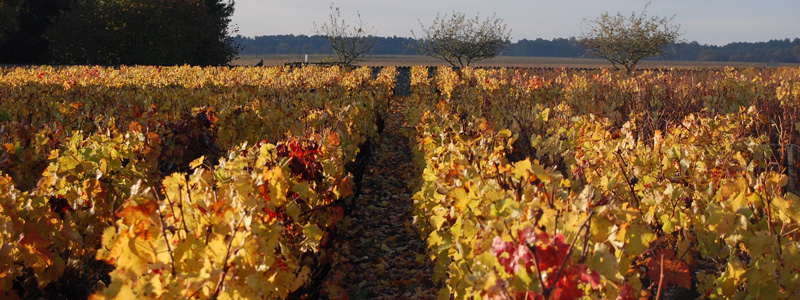 oenotourisme Vertheuil